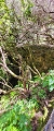 Plants: image 43 Of 208 Thumb